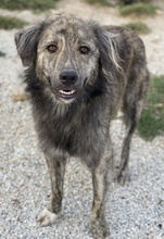 PESTO, Hund, Mischlingshund in Griechenland - Bild 3