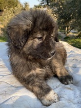 PESTO, Hund, Mischlingshund in Griechenland - Bild 32