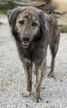 PESTO, Hund, Mischlingshund in Griechenland - Bild 4
