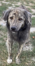 PESTO, Hund, Mischlingshund in Griechenland - Bild 5