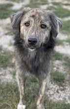 PESTO, Hund, Mischlingshund in Griechenland - Bild 6
