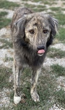 PESTO, Hund, Mischlingshund in Griechenland - Bild 7