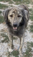 PESTO, Hund, Mischlingshund in Griechenland - Bild 9
