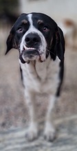 STRACCIATELLO, Hund, Mischlingshund in Griechenland - Bild 1