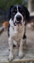 STRACCIATELLO, Hund, Mischlingshund in Griechenland - Bild 11