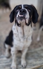STRACCIATELLO, Hund, Mischlingshund in Griechenland - Bild 12