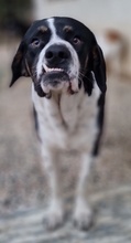 STRACCIATELLO, Hund, Mischlingshund in Griechenland - Bild 4
