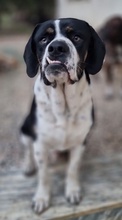 STRACCIATELLO, Hund, Mischlingshund in Griechenland - Bild 5
