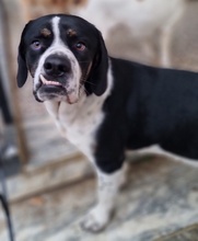 STRACCIATELLO, Hund, Mischlingshund in Griechenland - Bild 6