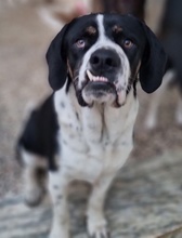 STRACCIATELLO, Hund, Mischlingshund in Griechenland - Bild 9
