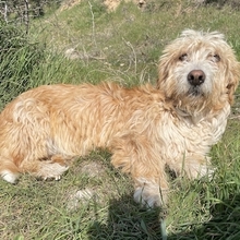 HANNO, Hund, Mischlingshund in Griechenland - Bild 1