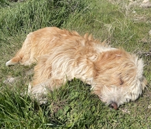 HANNO, Hund, Mischlingshund in Griechenland - Bild 10