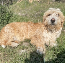 HANNO, Hund, Mischlingshund in Griechenland - Bild 11