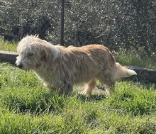 HANNO, Hund, Mischlingshund in Griechenland - Bild 3