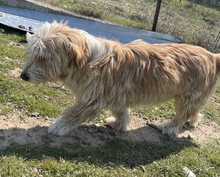 HANNO, Hund, Mischlingshund in Griechenland - Bild 4