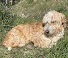 HANNO, Hund, Mischlingshund in Griechenland - Bild 9