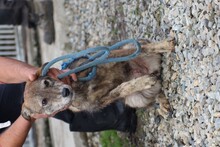 BRYANA, Hund, Mischlingshund in Lohra-Reimershausen - Bild 4