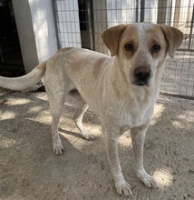 HOUDINI, Hund, Mischlingshund in Griechenland - Bild 3