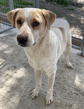 HOUDINI, Hund, Mischlingshund in Griechenland - Bild 4