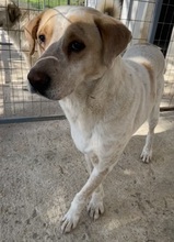 HOUDINI, Hund, Mischlingshund in Griechenland - Bild 8
