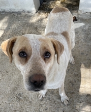 HOUDINI, Hund, Mischlingshund in Griechenland - Bild 9