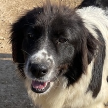 DASINJA, Hund, Mischlingshund in Griechenland - Bild 1
