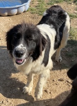DASINJA, Hund, Mischlingshund in Griechenland - Bild 2