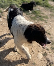 DASINJA, Hund, Mischlingshund in Griechenland - Bild 5