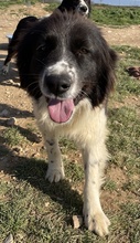 DASINJA, Hund, Mischlingshund in Griechenland - Bild 8