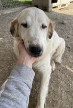 GENTLE, Hund, Mischlingshund in Griechenland - Bild 11