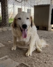 GENTLE, Hund, Mischlingshund in Griechenland - Bild 12