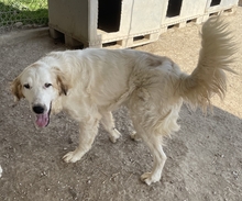 GENTLE, Hund, Mischlingshund in Griechenland - Bild 3