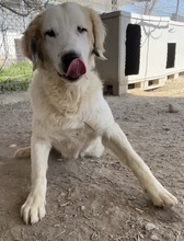 GENTLE, Hund, Mischlingshund in Griechenland - Bild 9