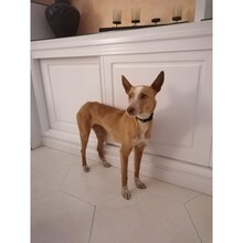 NUBIA, Hund, Podenco-Mix in Spanien - Bild 8