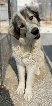 GOMEZ, Hund, Mischlingshund in Griechenland - Bild 10
