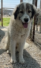 GOMEZ, Hund, Mischlingshund in Griechenland - Bild 2