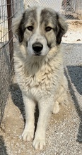 GOMEZ, Hund, Mischlingshund in Griechenland - Bild 3