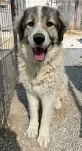 GOMEZ, Hund, Mischlingshund in Griechenland - Bild 4
