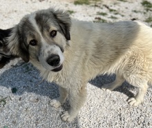 GOMEZ, Hund, Mischlingshund in Griechenland - Bild 6