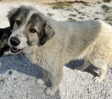 GOMEZ, Hund, Mischlingshund in Griechenland - Bild 7