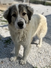 GOMEZ, Hund, Mischlingshund in Griechenland - Bild 8