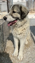 GOMEZ, Hund, Mischlingshund in Griechenland - Bild 9