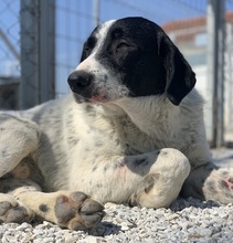 KNIFFEL, Hund, Mischlingshund in Griechenland - Bild 13