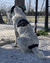 KNIFFEL, Hund, Mischlingshund in Griechenland - Bild 8