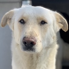 NAMIB, Hund, Mischlingshund in Griechenland - Bild 1