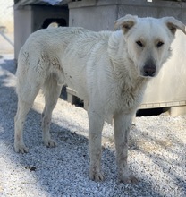 NAMIB, Hund, Mischlingshund in Griechenland - Bild 10