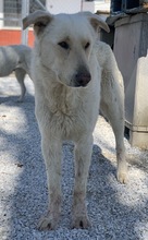 NAMIB, Hund, Mischlingshund in Griechenland - Bild 11