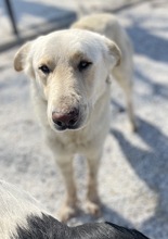 NAMIB, Hund, Mischlingshund in Griechenland - Bild 12