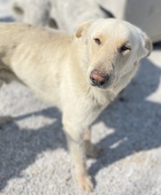 NAMIB, Hund, Mischlingshund in Griechenland - Bild 13