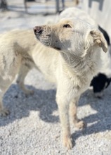 NAMIB, Hund, Mischlingshund in Griechenland - Bild 14